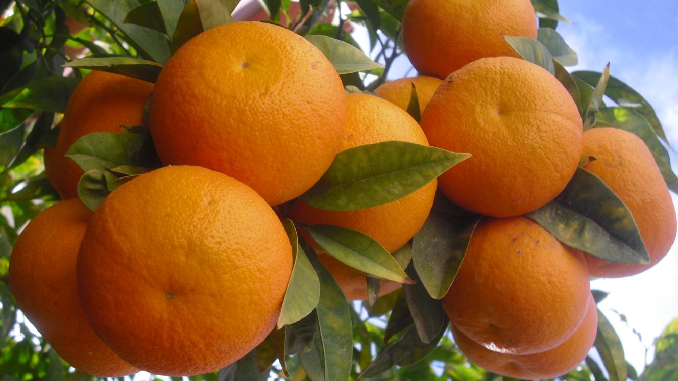 South African valencia oranges. 