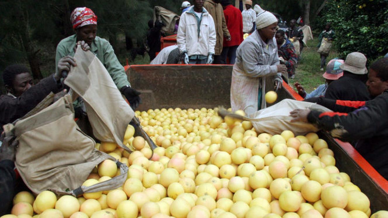 Western Cape-based, ALG Estates, one of the largest growers of South African summer citrus in the country, sends a lot of its fruit to the US market.