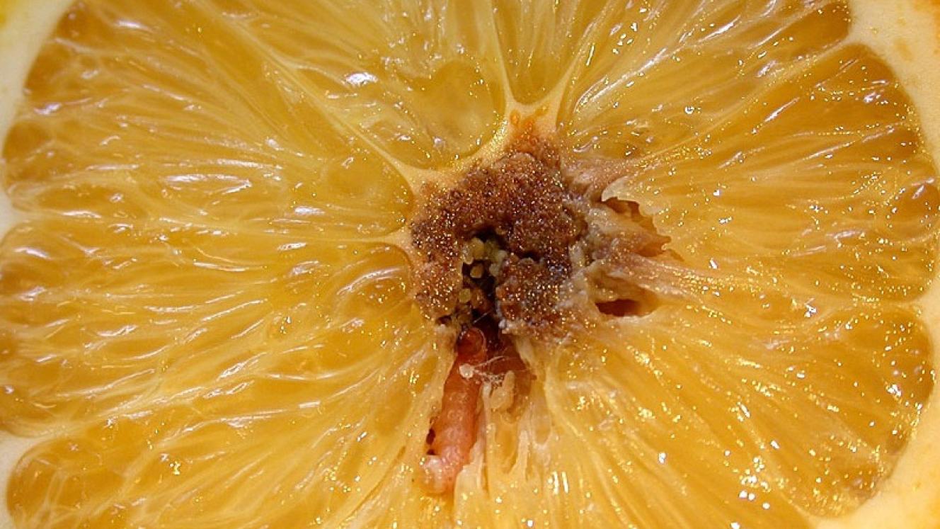 A false codling moth larva in citrus.