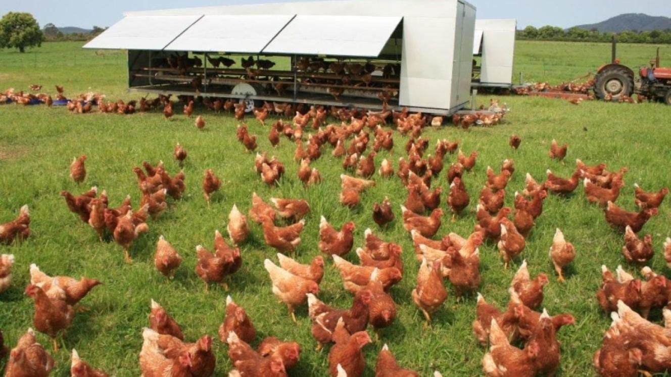 Poultry farmers continue to be hard hit by avian flu outbreaks.