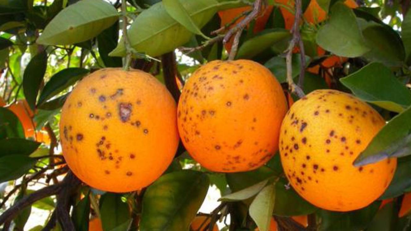 It costs SA growers R1bn per year to adhere to CBS risk management system procedures.