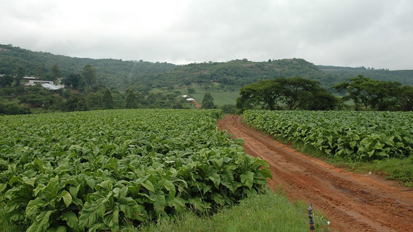 FTW Pick: Illicit tobacco trade 'destroying' legal value chain say  producers