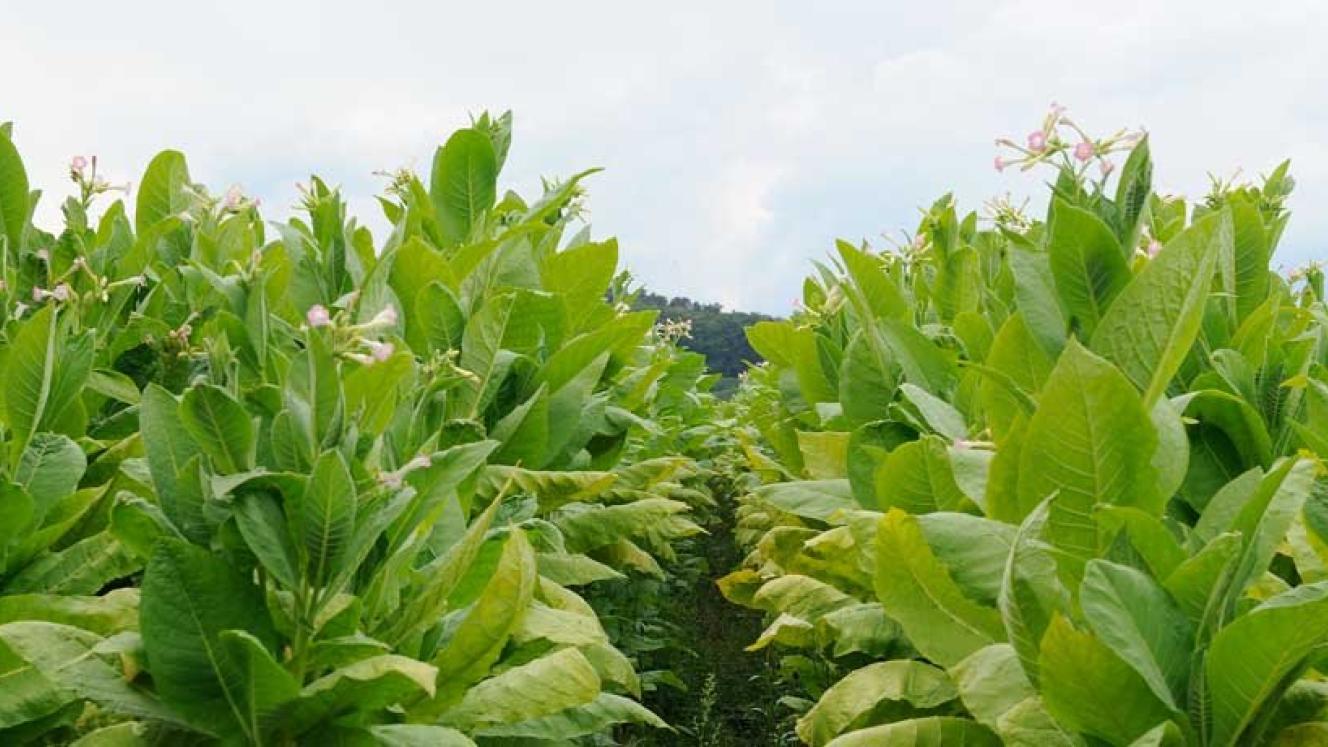 Fita and Tisa represent approximately 99% of the tobacco industry.