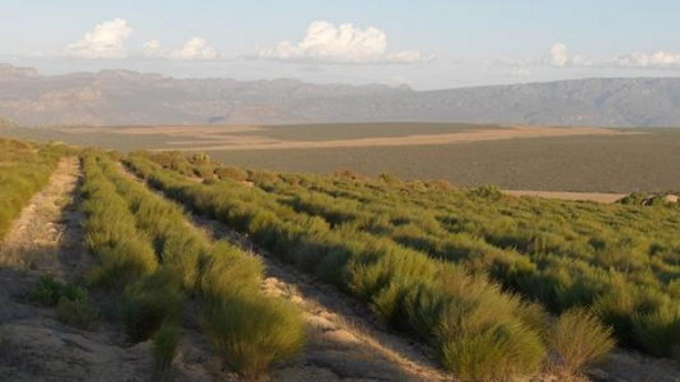A Rooibos plantation in the Western Cape 