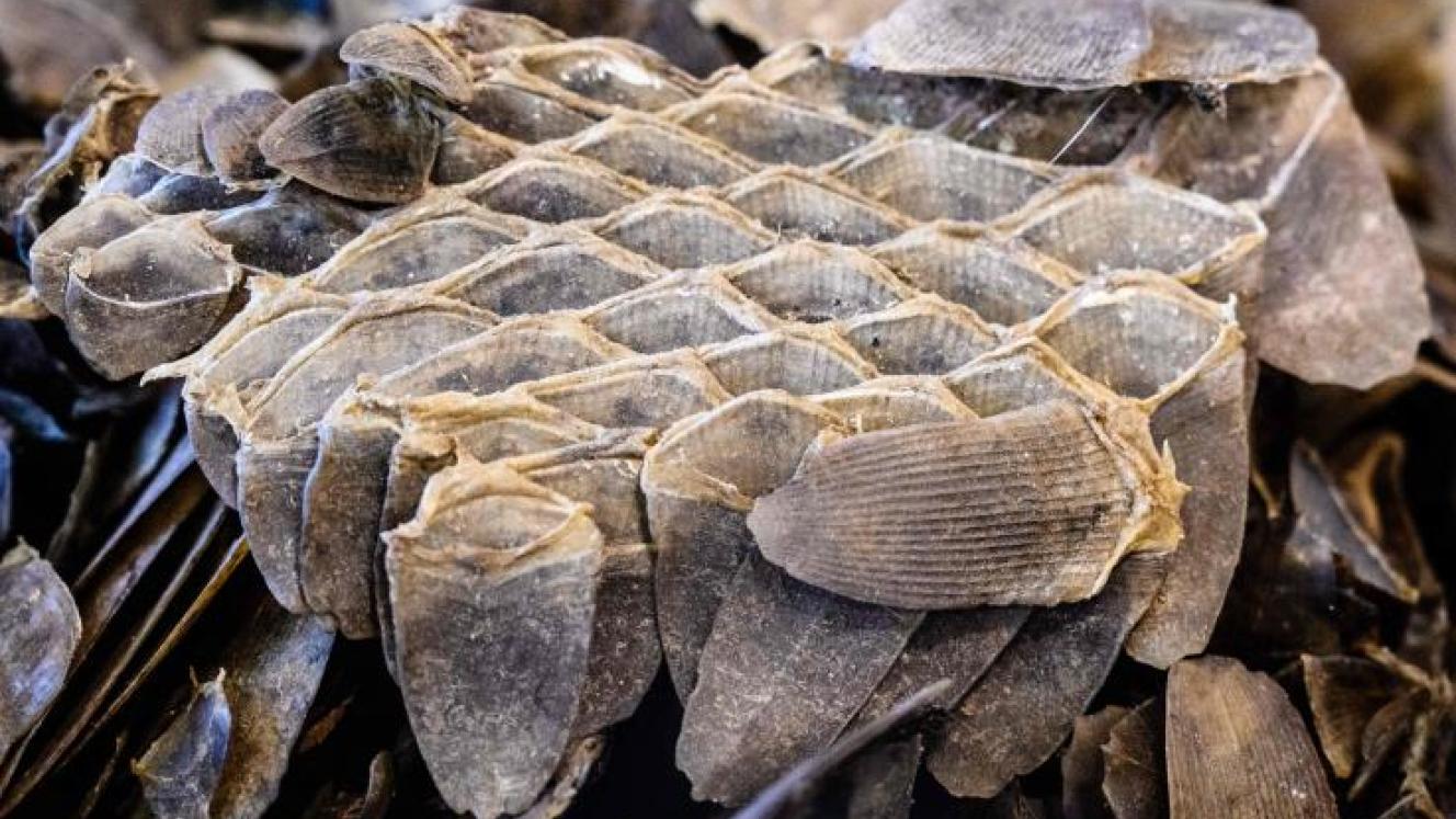Pangolin scales which Vietnamese consumers believe have medicinal properties.