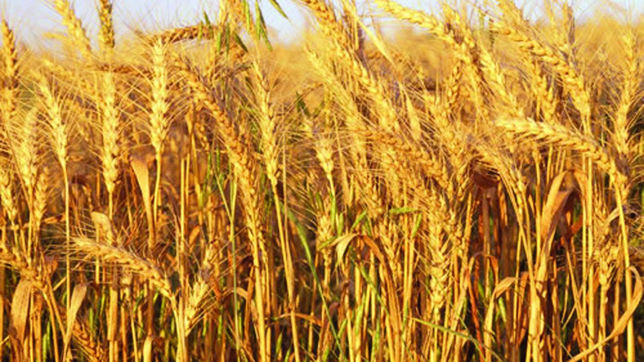 Zimbabwe needs about 400 000 tonnes of wheat every year to meet its requirements.