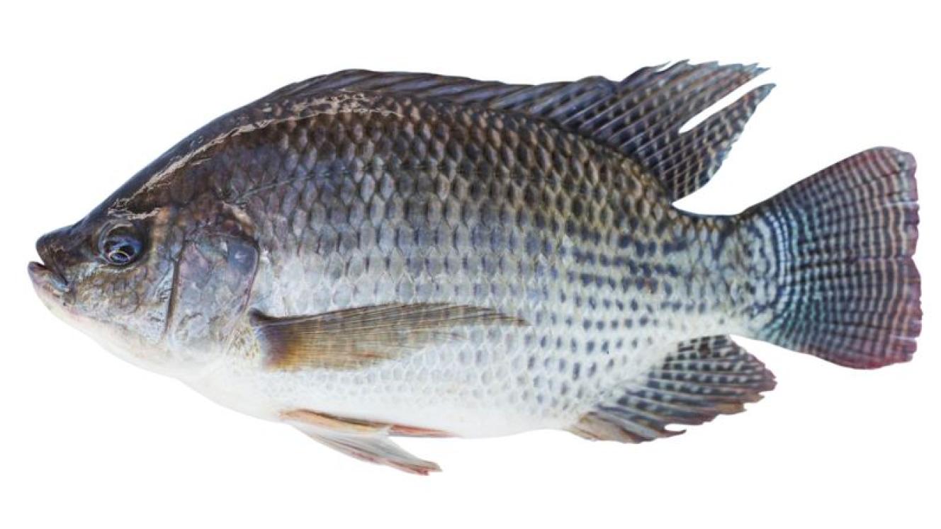 Zambia is looking at increasing regional tilapia exports.