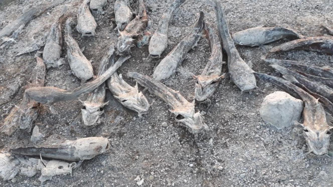 Dead fish dot the surface of the dried-up Nqwebe Dam in Graaff Reinet.