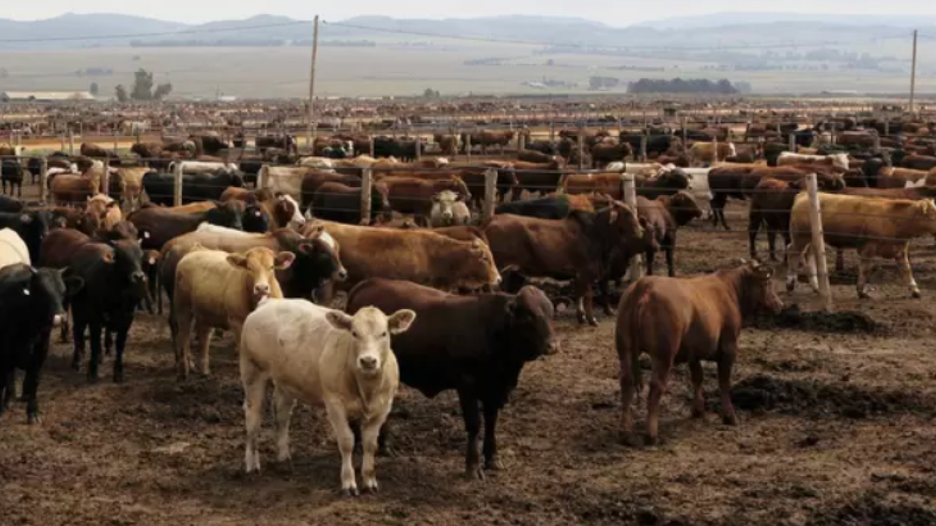 Stock theft a reality for farmers.