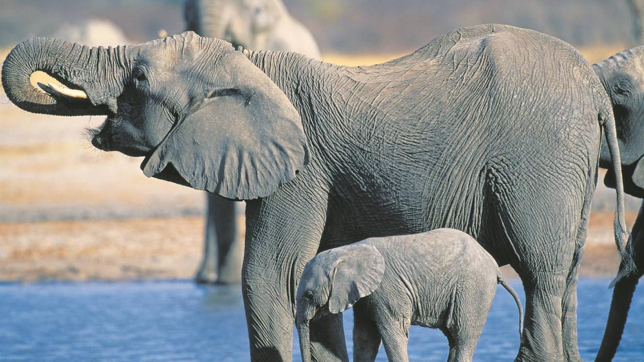 Over 200 Elephants have died in Zimbabwe's largest national park. 