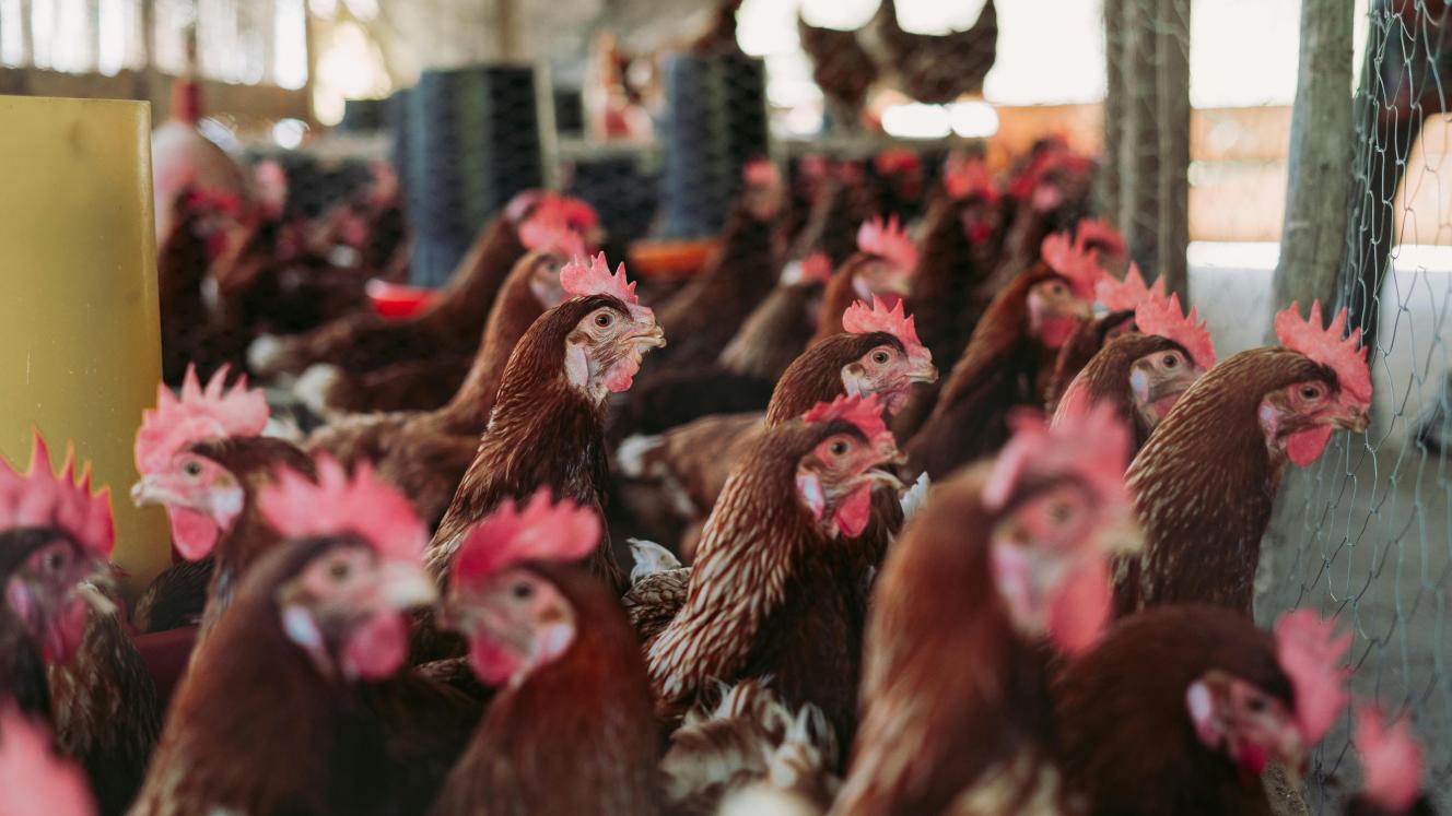 SA lifts poultry import ban on Brazil