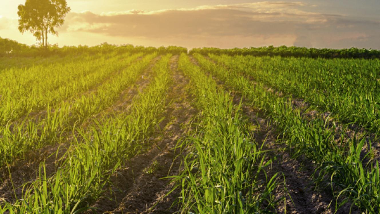 Low-cost sugar imports into South Africa have surged in 2026, prompting the local industry to call for urgent changes to the country's import tariff mechanism. 