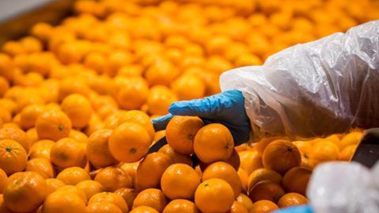 The expanded cold-treatment options are expected to give South African citrus exporters greater logistical flexibility when shipping fruit to India. 