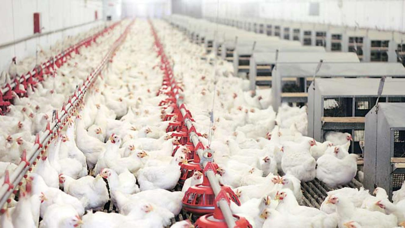 ITAC has launched a sunset review of anti-dumping duties on frozen bone-in chicken imports from Germany, the Netherlands and the UK. 
