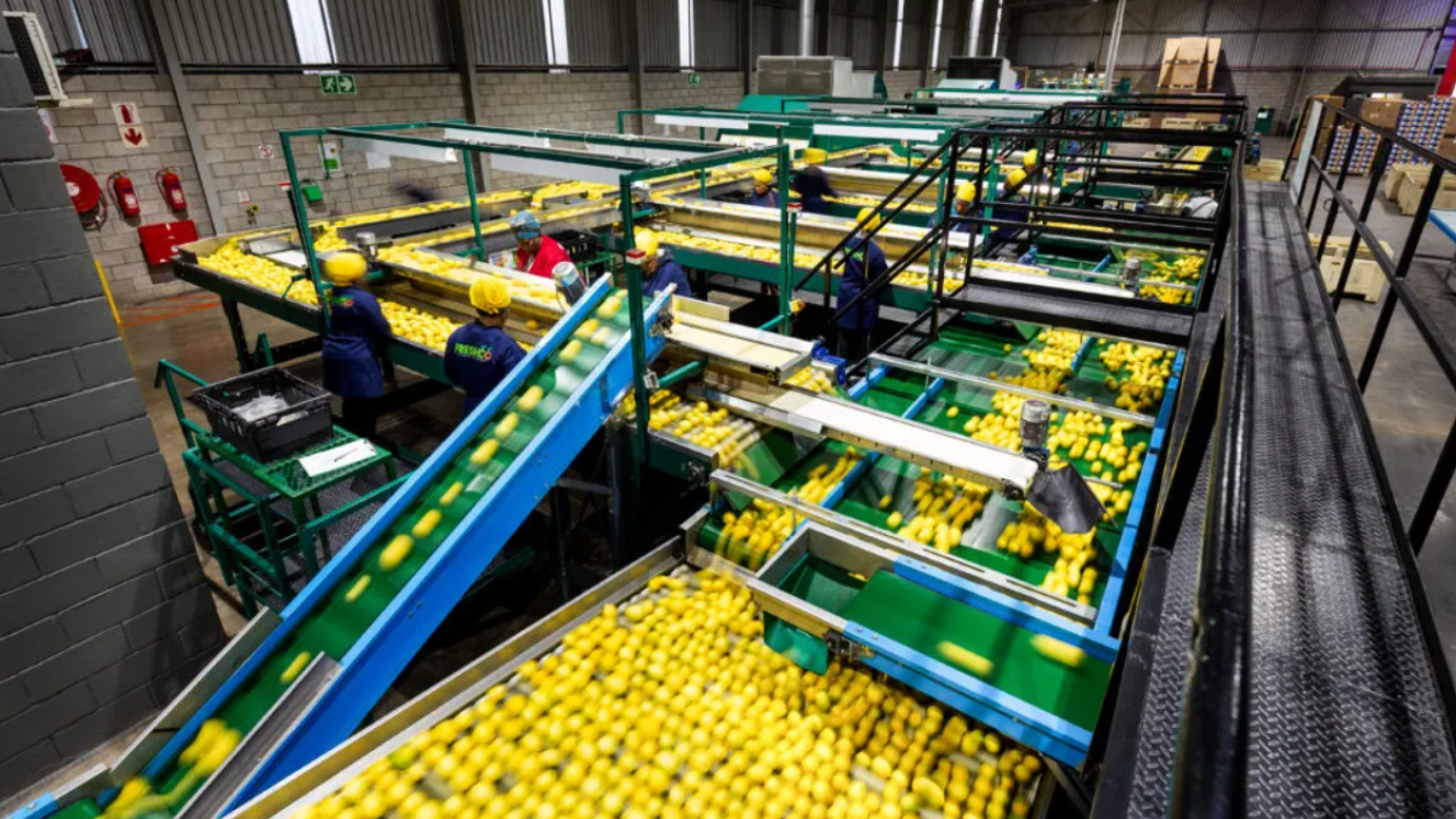 Durban faces mounting congestion as South Africa's citrus export season reaches its peak, prompting industry efforts to ease supply chain pressure.