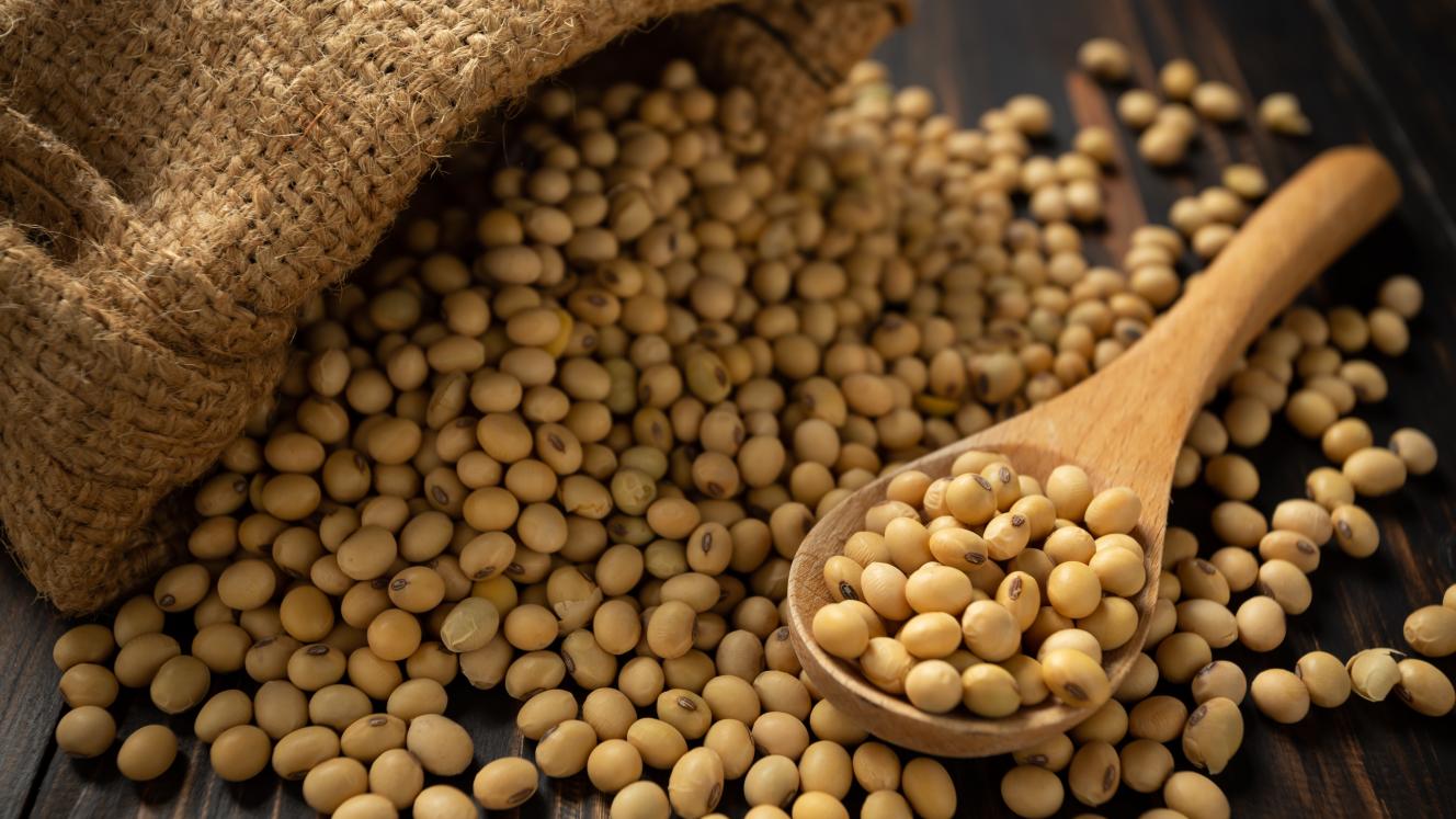 South Africa has secured a 200 000-ton soybean export deal with China, with duty free market access and freight advantages boosting export competitiveness.