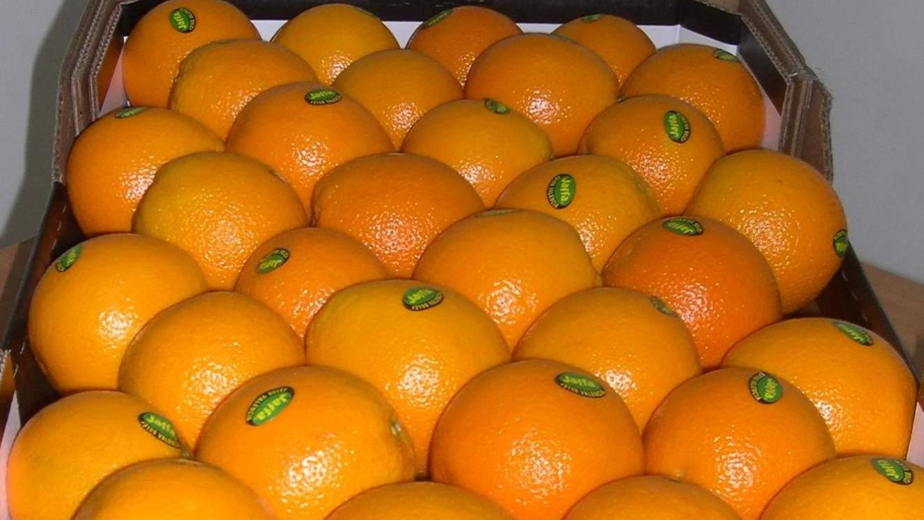 Valencia oranges.