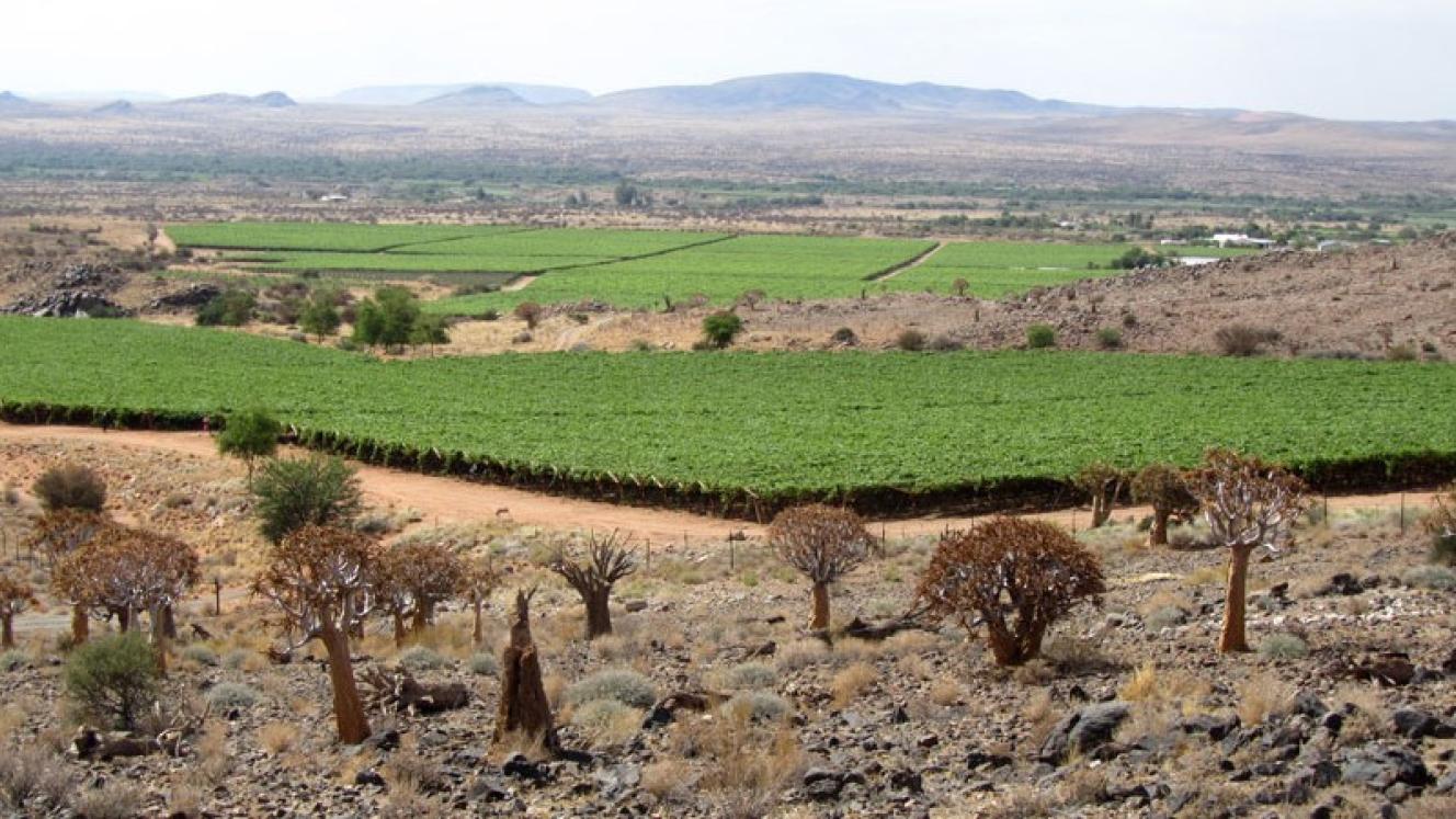 The new grape varieties that were planted in the Orange River region are also coming into full production for this season.