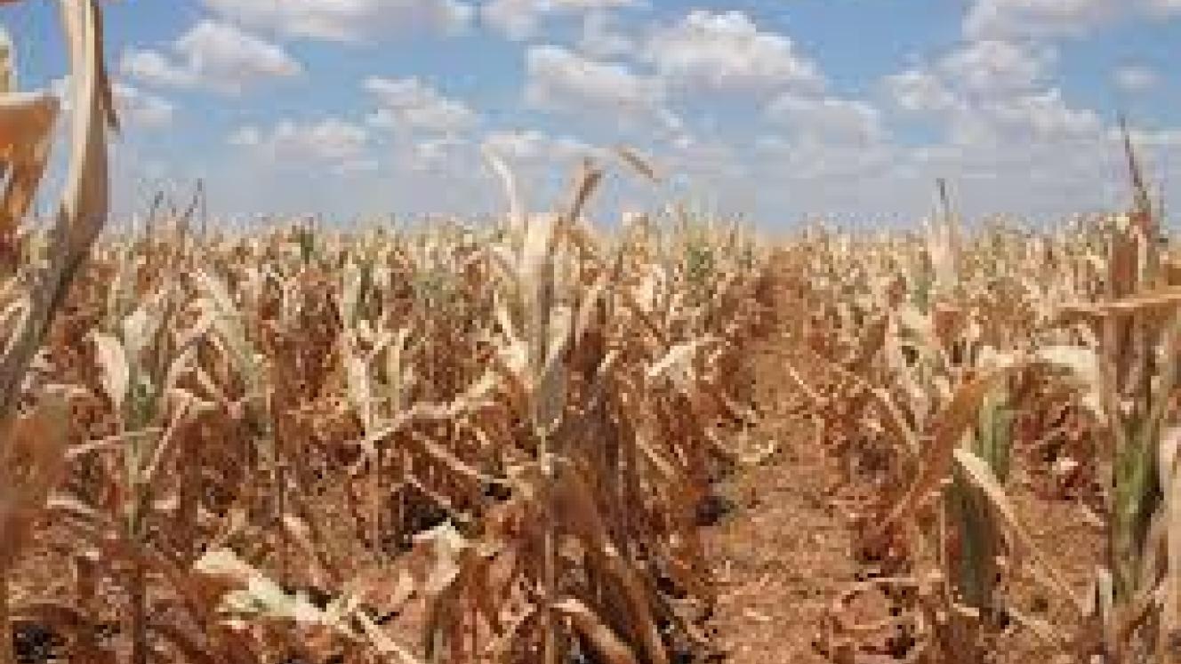 Crops have been affected by severe drought.