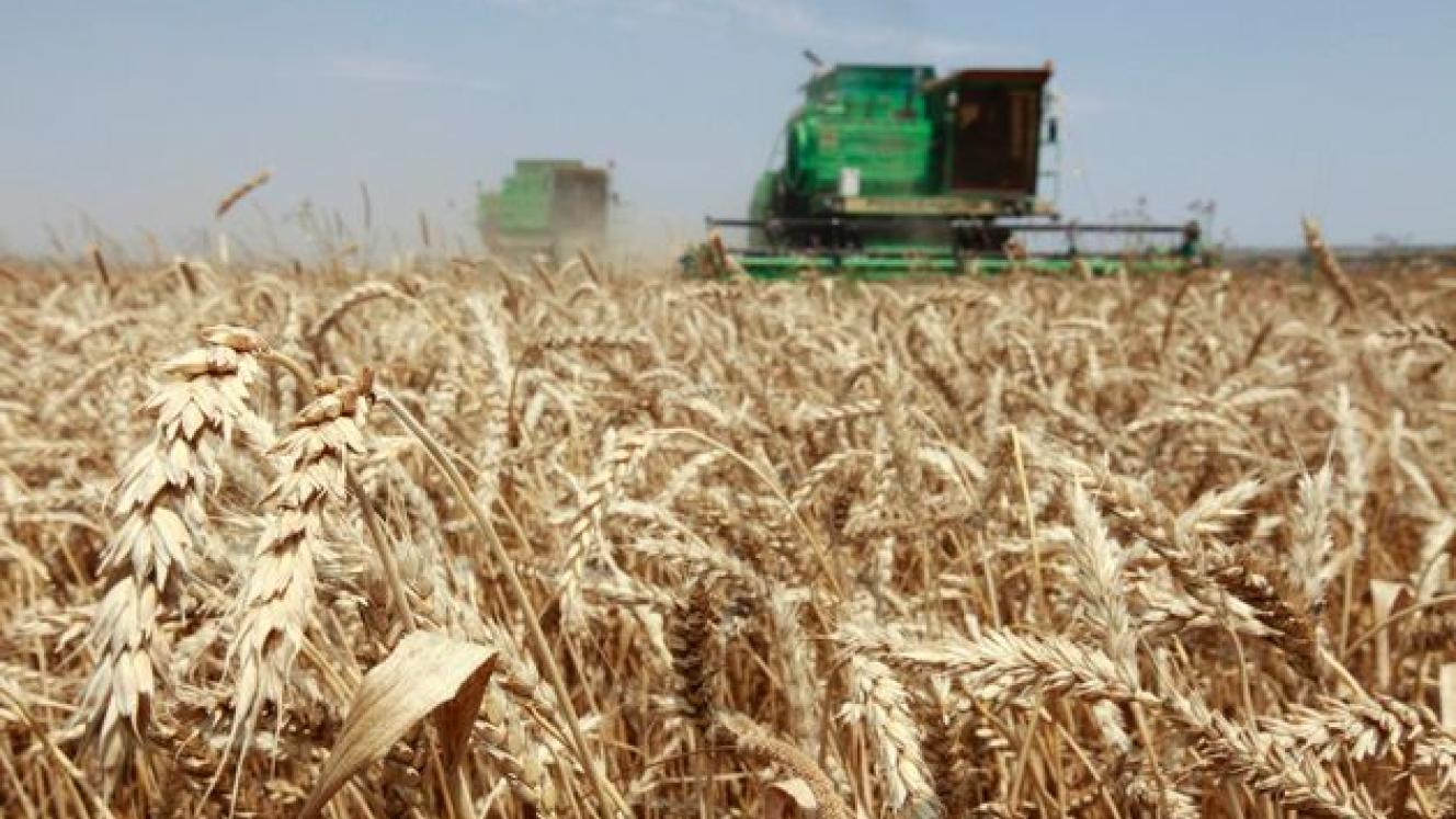 South Africa will need R1bn worth of wheat imports this year to make up for shortfalls triggered by drought conditions.