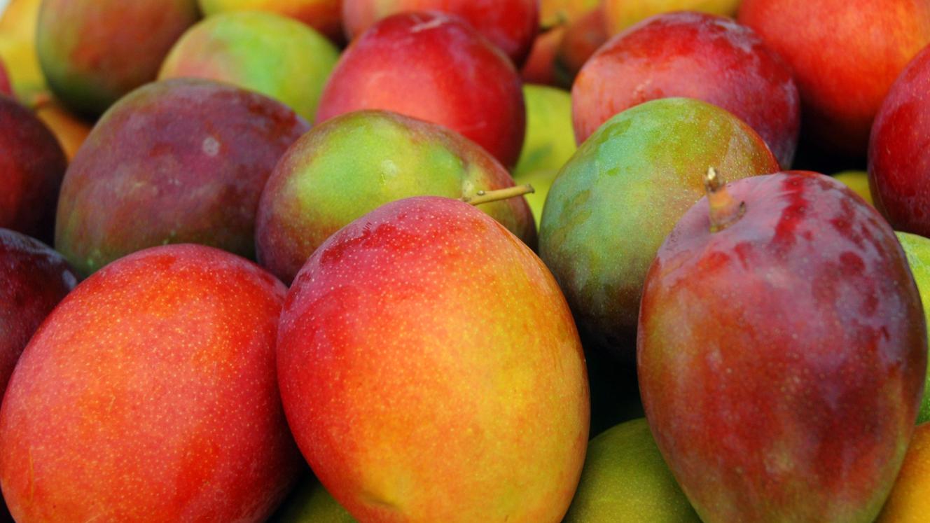 The mango crop in Hoedspruit is one of the latest casualties in SA’s ongoing fruit export woes.