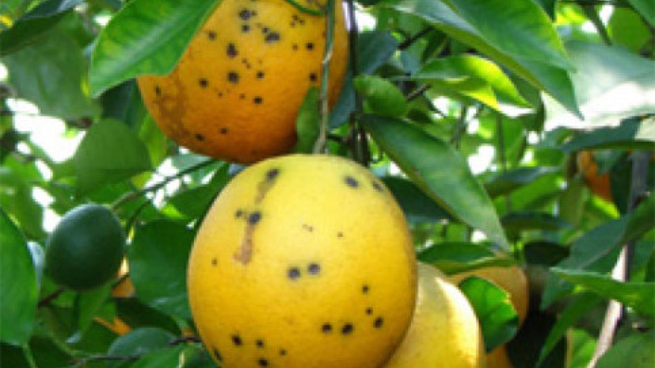 Citrus Black Spot is a fungal disease which affects citrus plants throughout subtropical climates, including South Africa.