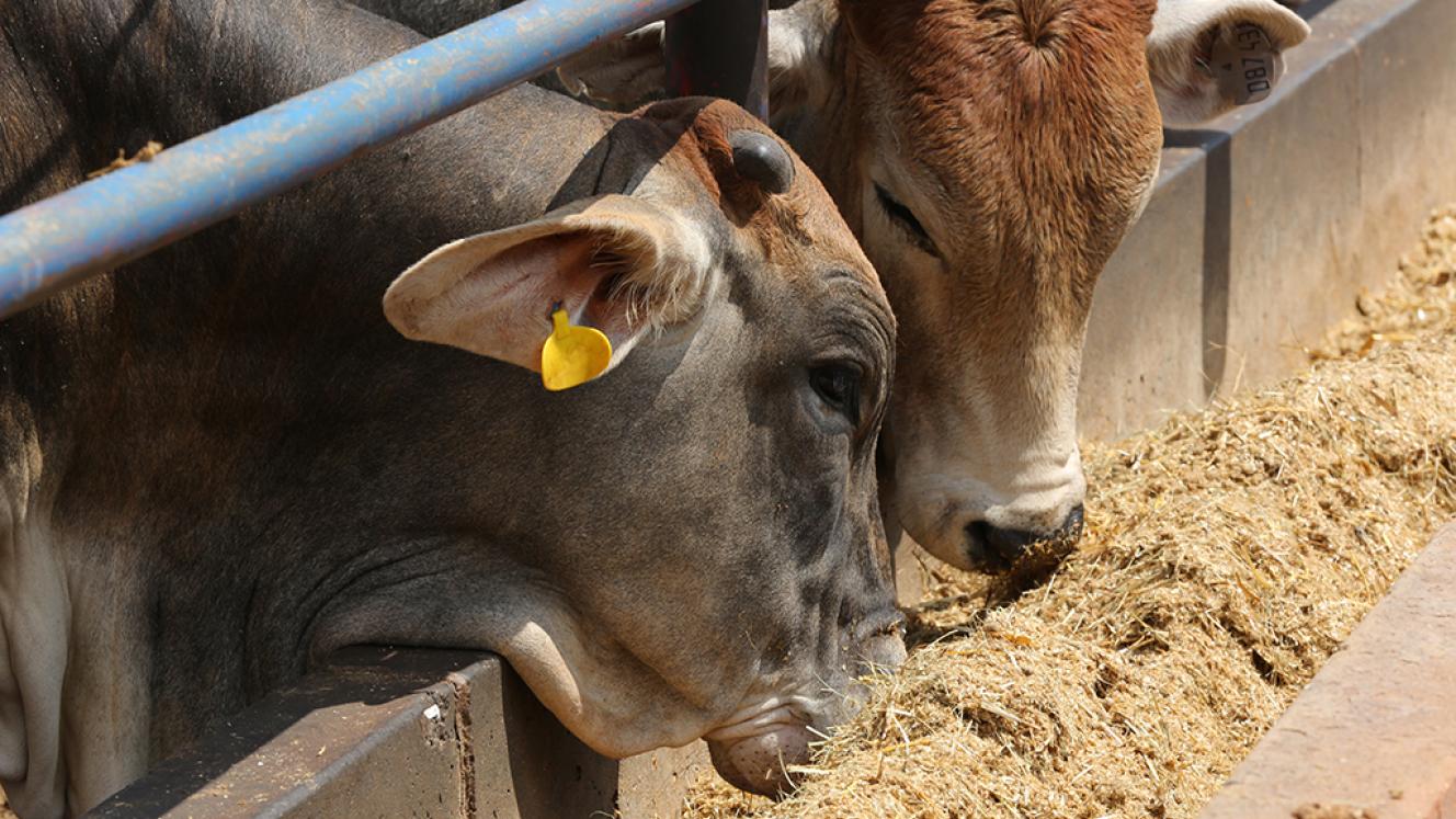 In KwaZulu Natal alone, more than 40 000 cattle have died due to serious drought conditions this year.