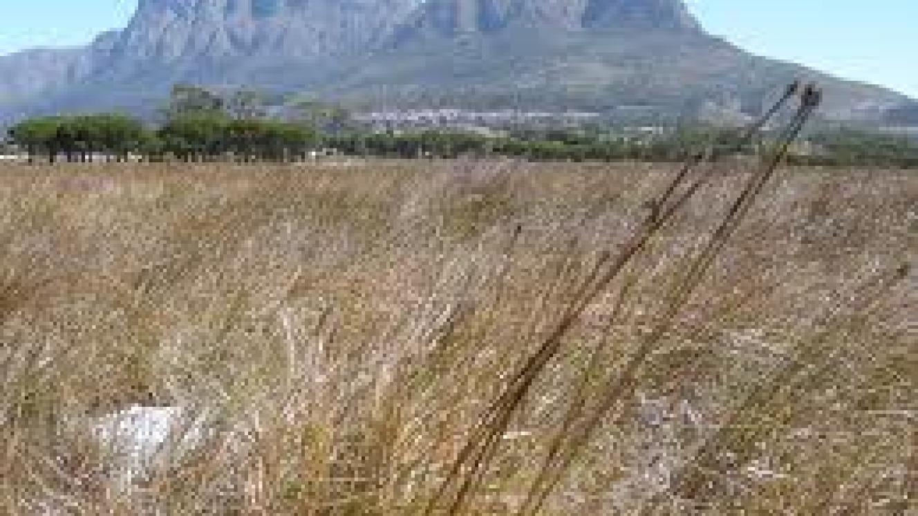Western Cape farmers could potentially lose 50% of their crop yields during this season due to the drought conditions.
