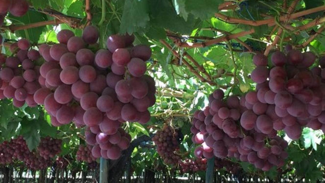 Red Globe grapes will be harvested in Namibia soon.