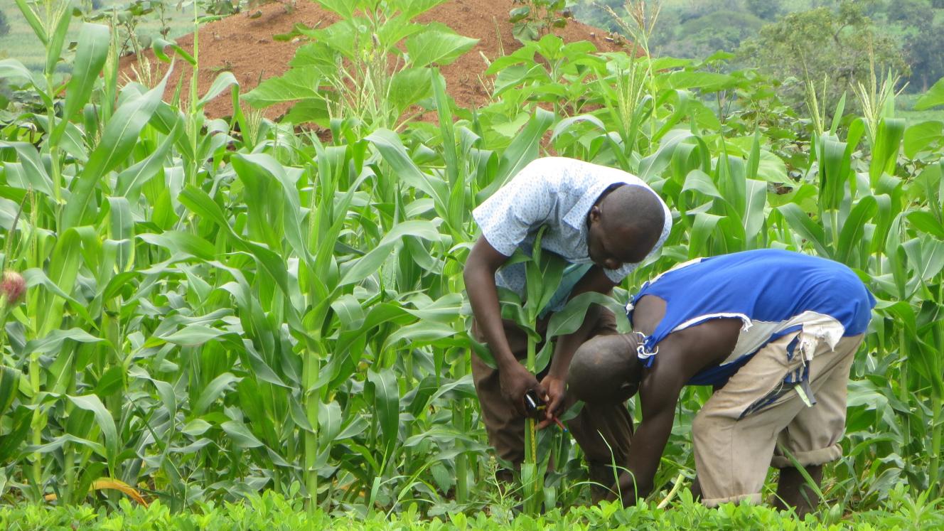 A maize field in Eastern Zambia.