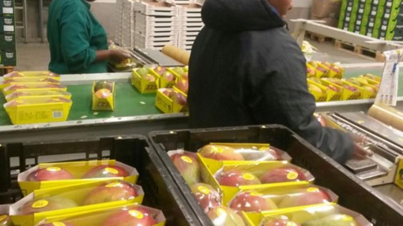 ZZ2 packers getting the mangoes ready for export.