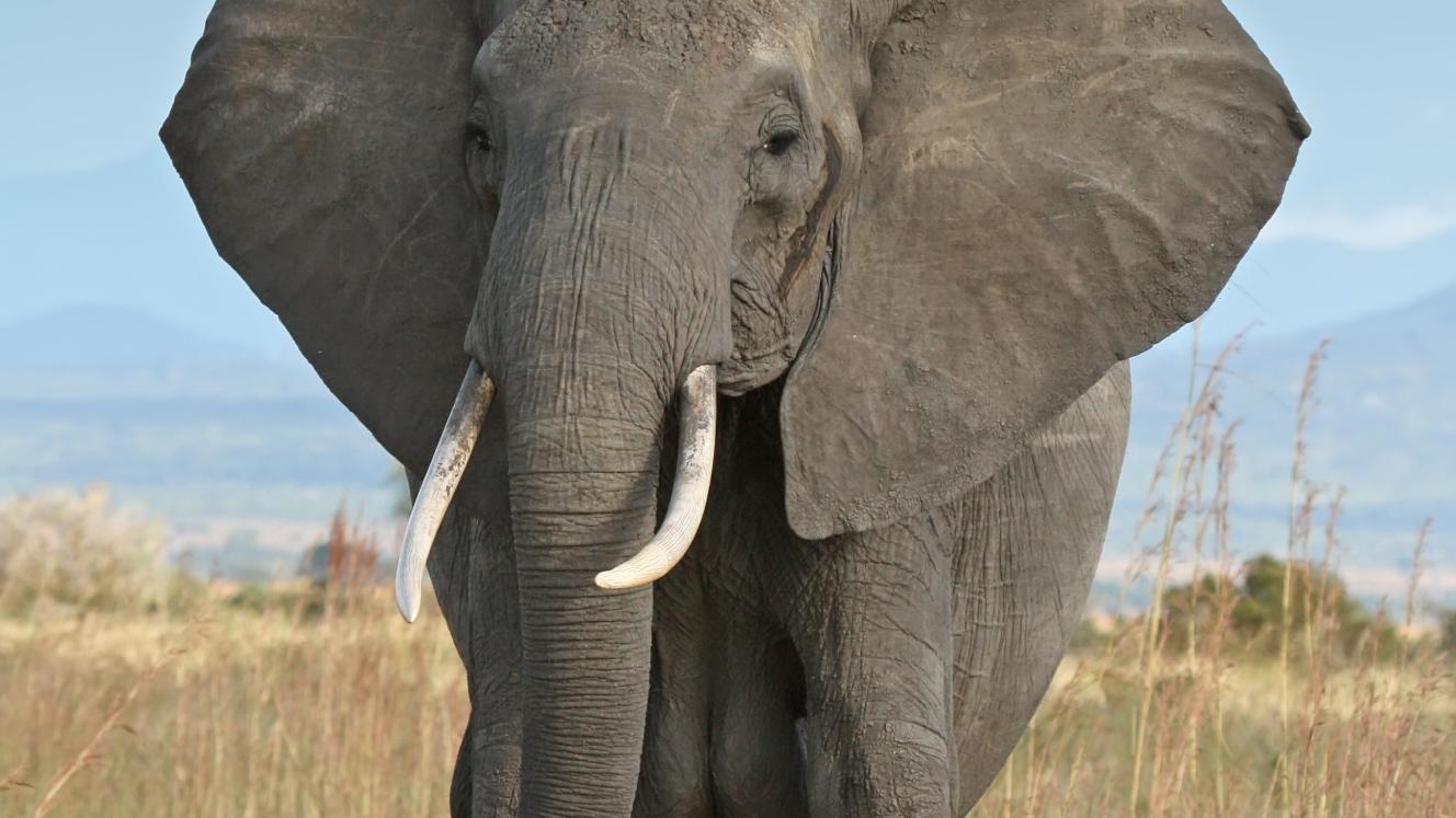 About 35 000 elephants are killed each year to support the illegal trade in ivory.