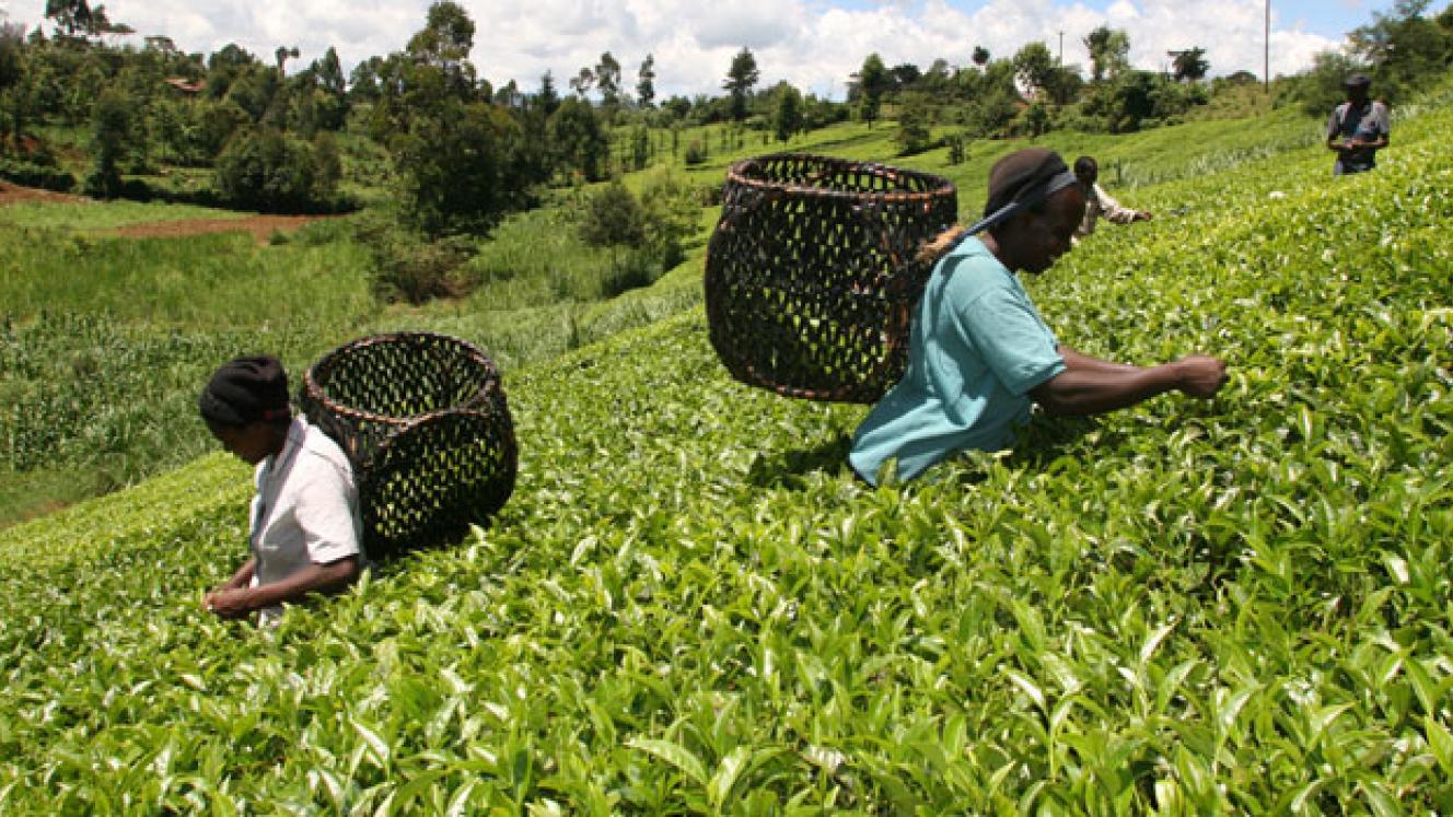 Tea farming in Kenya.