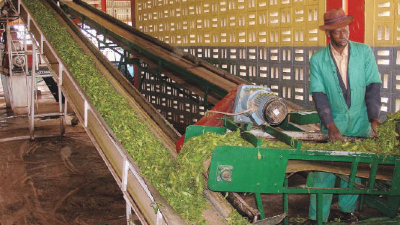 Workers in a tea factory in Rwanda’s Western Province.