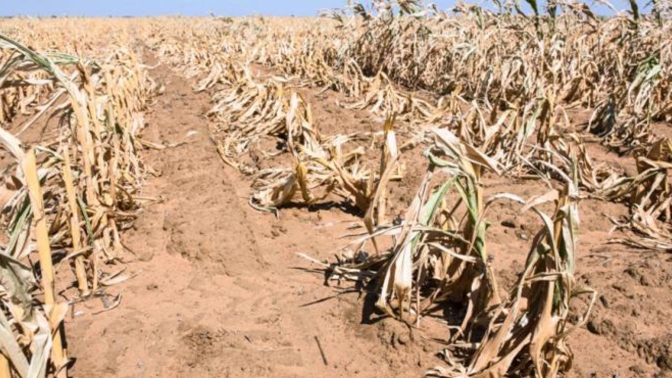 SA’s maize woes continue as it looks to import up to 50% of its requirements in the wake of the worst drought in decades.