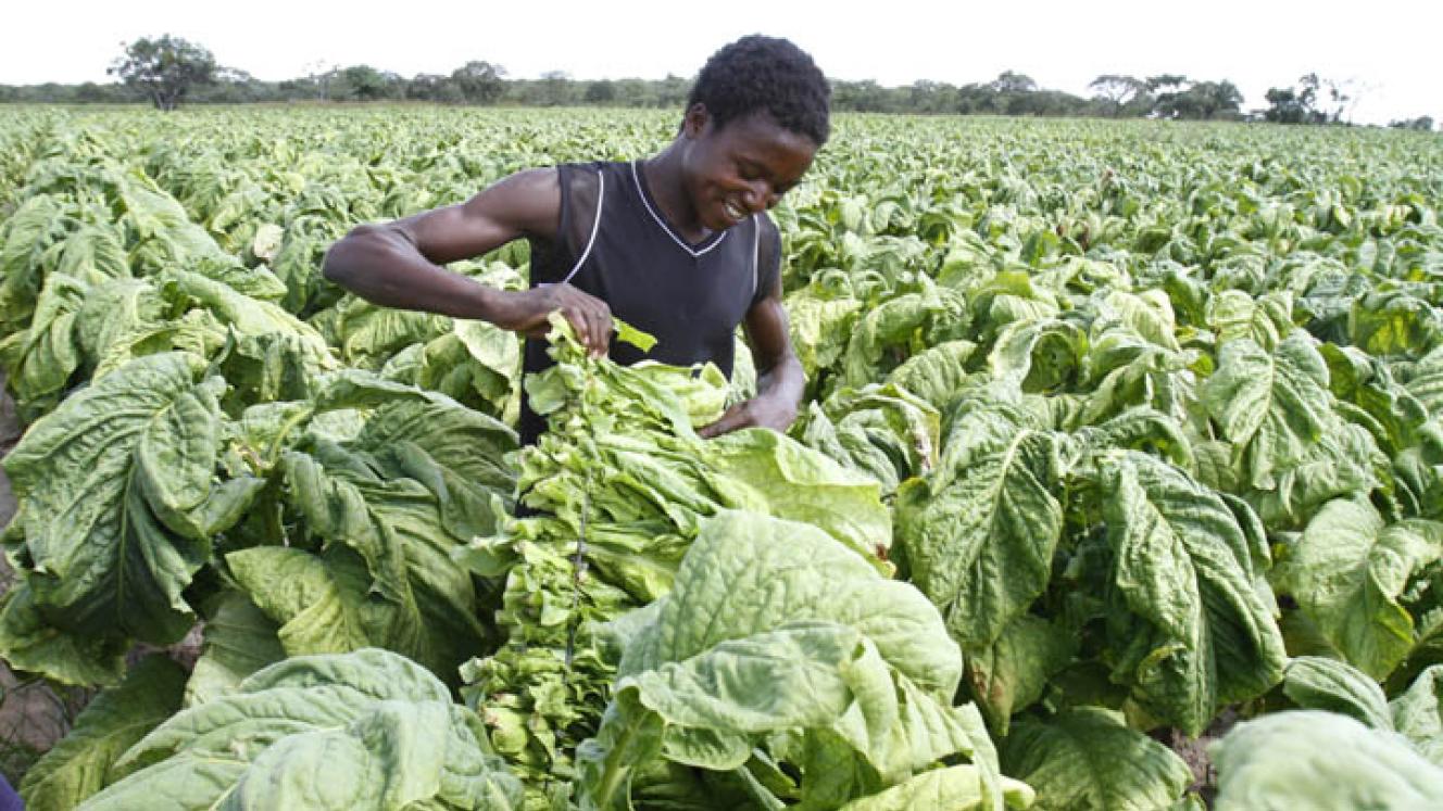 Zimbabwe is one of the major tobacco exporters in the world.
