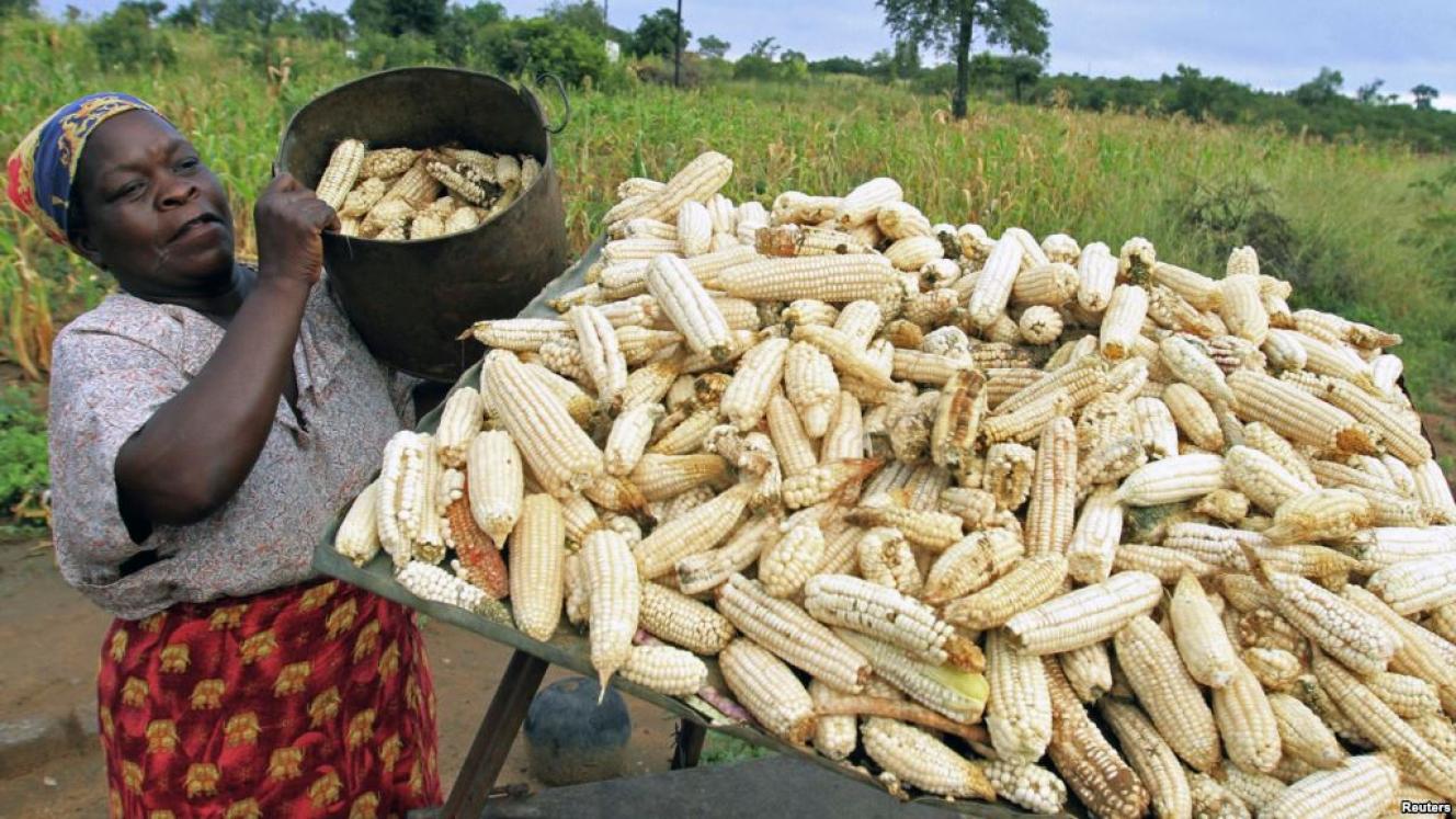 Zimbabwe’s maize crop has fallen woefully short of meeting local demands due to the ongoing drought plaguing the southern African region.