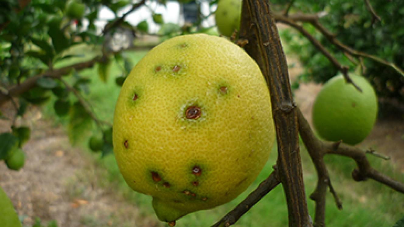 Citrus black spot on lemons