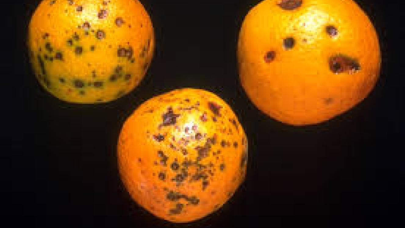 Citrus black-spot disease