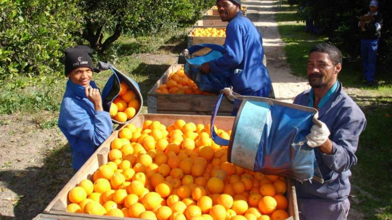 Freshly harvested South African oranges. 