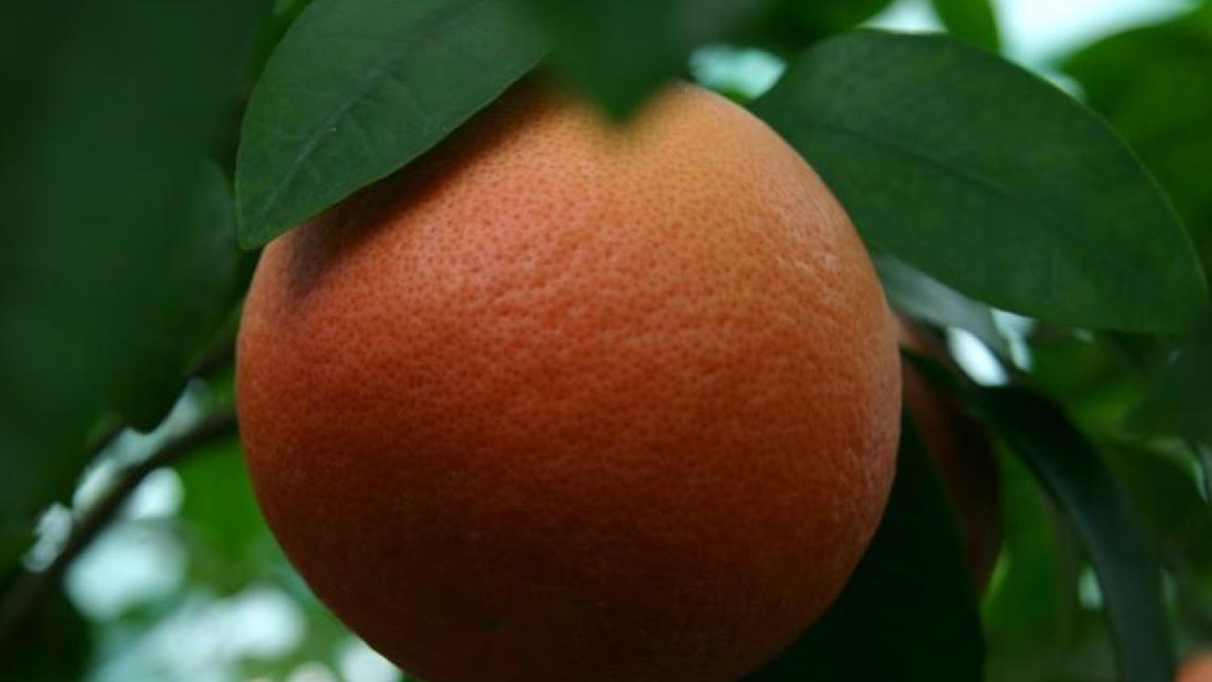 Star Ruby grapefruit is one of the varieties exported out of South Africa.