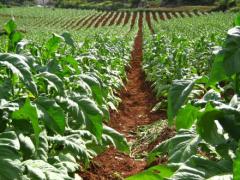 A tobacco farm in Zimbabwe