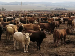Stock theft a reality for farmers.