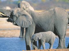Over 200 Elephants have died in Zimbabwe's largest national park. 