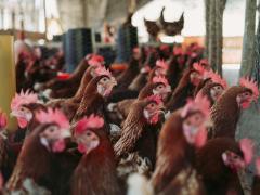 SA lifts poultry import ban on Brazil