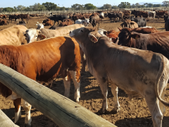 The Department of Agriculture has launched an online portal to support voluntary foot-and-mouth disease vaccination and help restore South Africa's livestock export status.