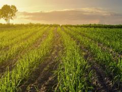 Low-cost sugar imports into South Africa have surged in 2026, prompting the local industry to call for urgent changes to the country's import tariff mechanism. 