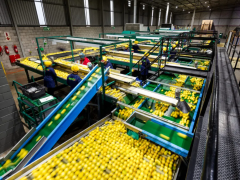 Durban faces mounting congestion as South Africa's citrus export season reaches its peak, prompting industry efforts to ease supply chain pressure.