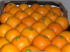 Valencia oranges.