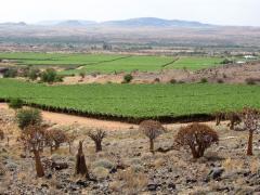 The new grape varieties that were planted in the Orange River region are also coming into full production for this season.